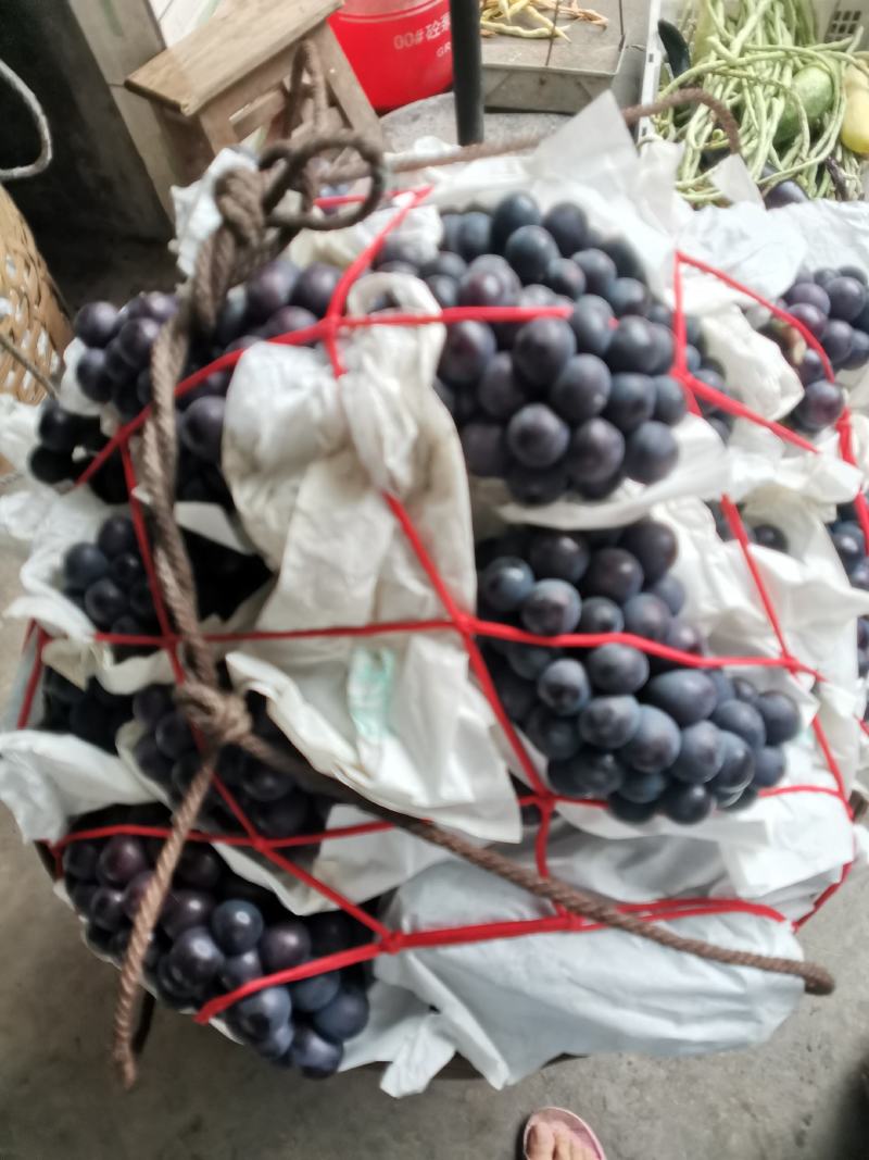 无籽巨峰大量上市，产地直供，品质保证