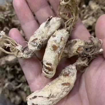 金蝉花