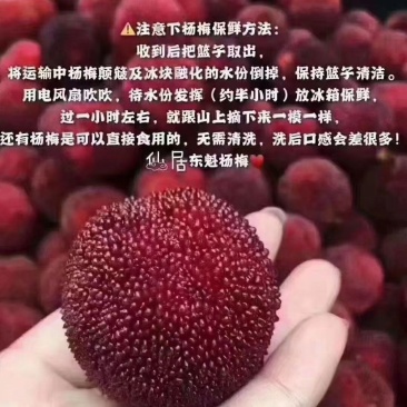 东魁杨梅