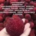 东魁杨梅