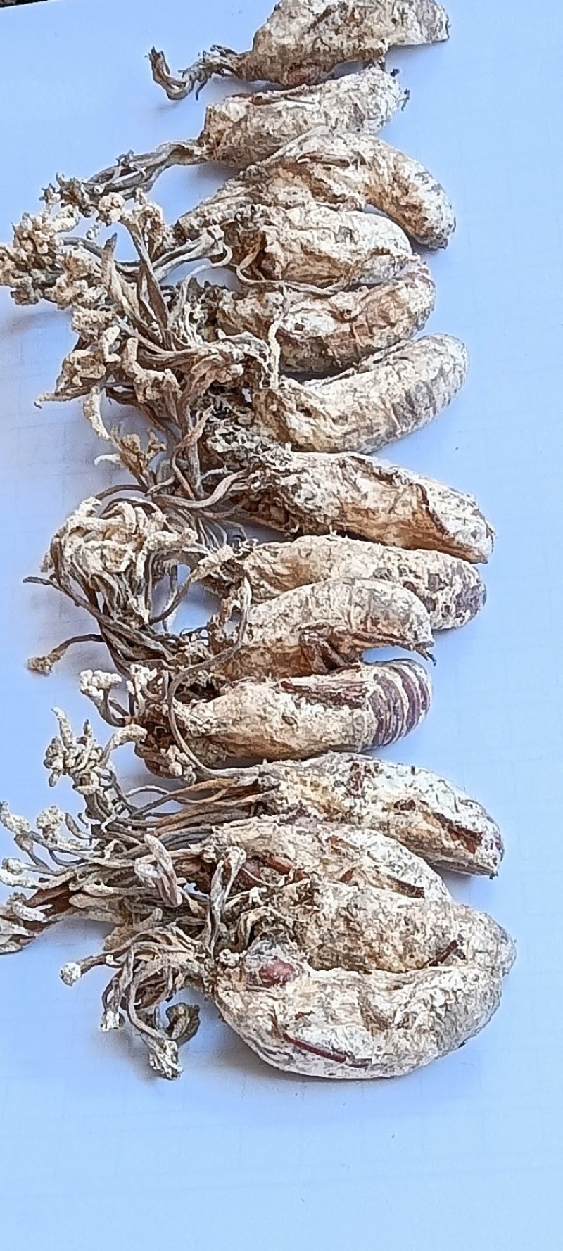 金蝉花