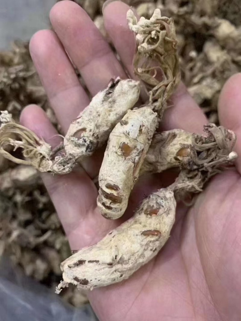 金蝉花