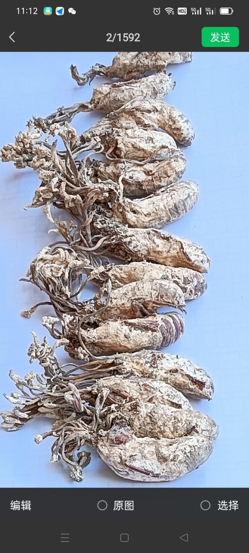金蝉花
