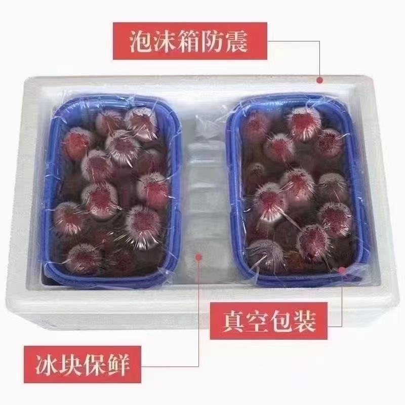 东魁杨梅