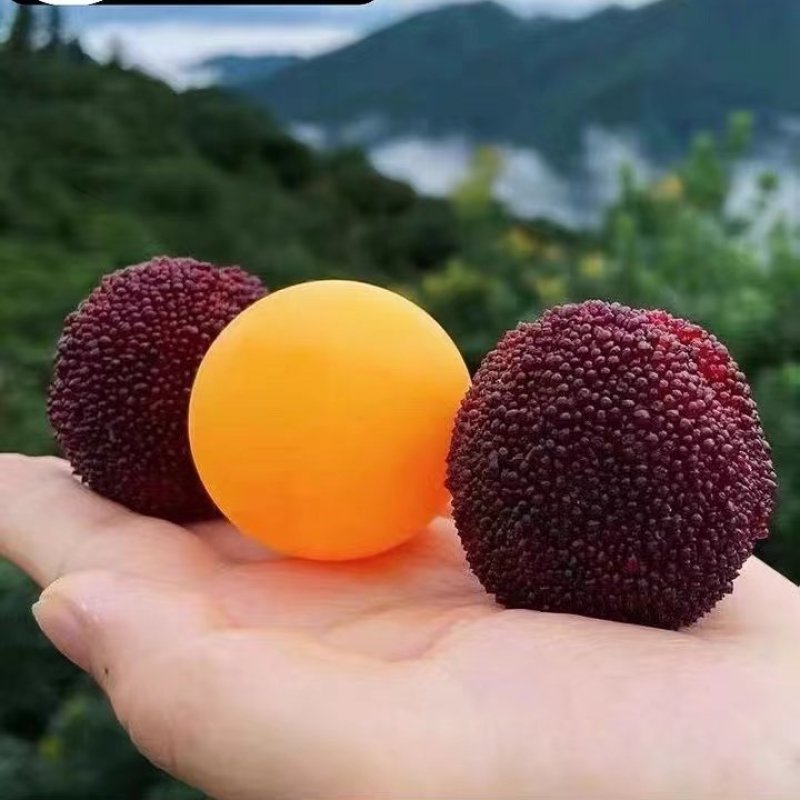 东魁杨梅