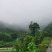 东魁杨梅