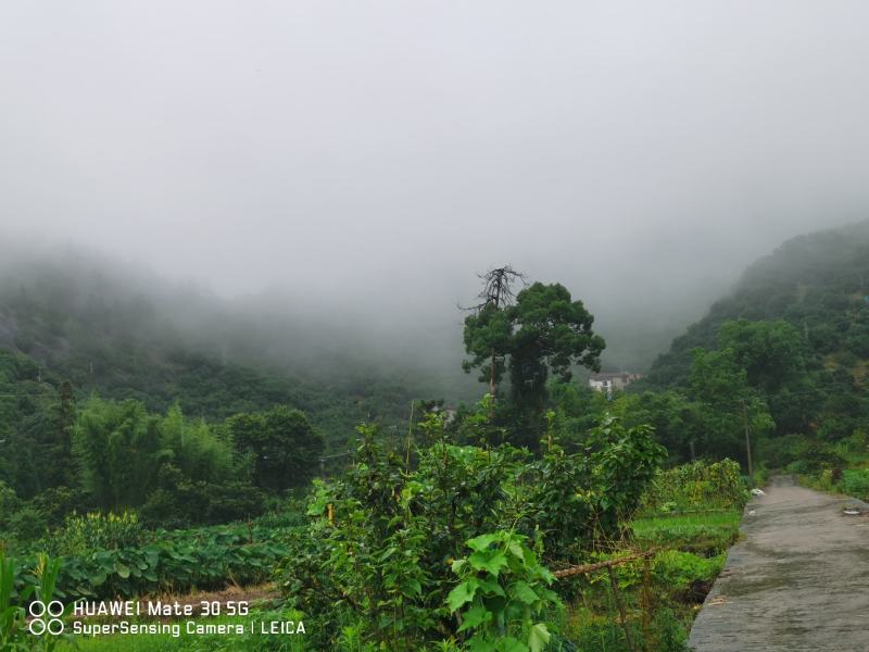 东魁杨梅