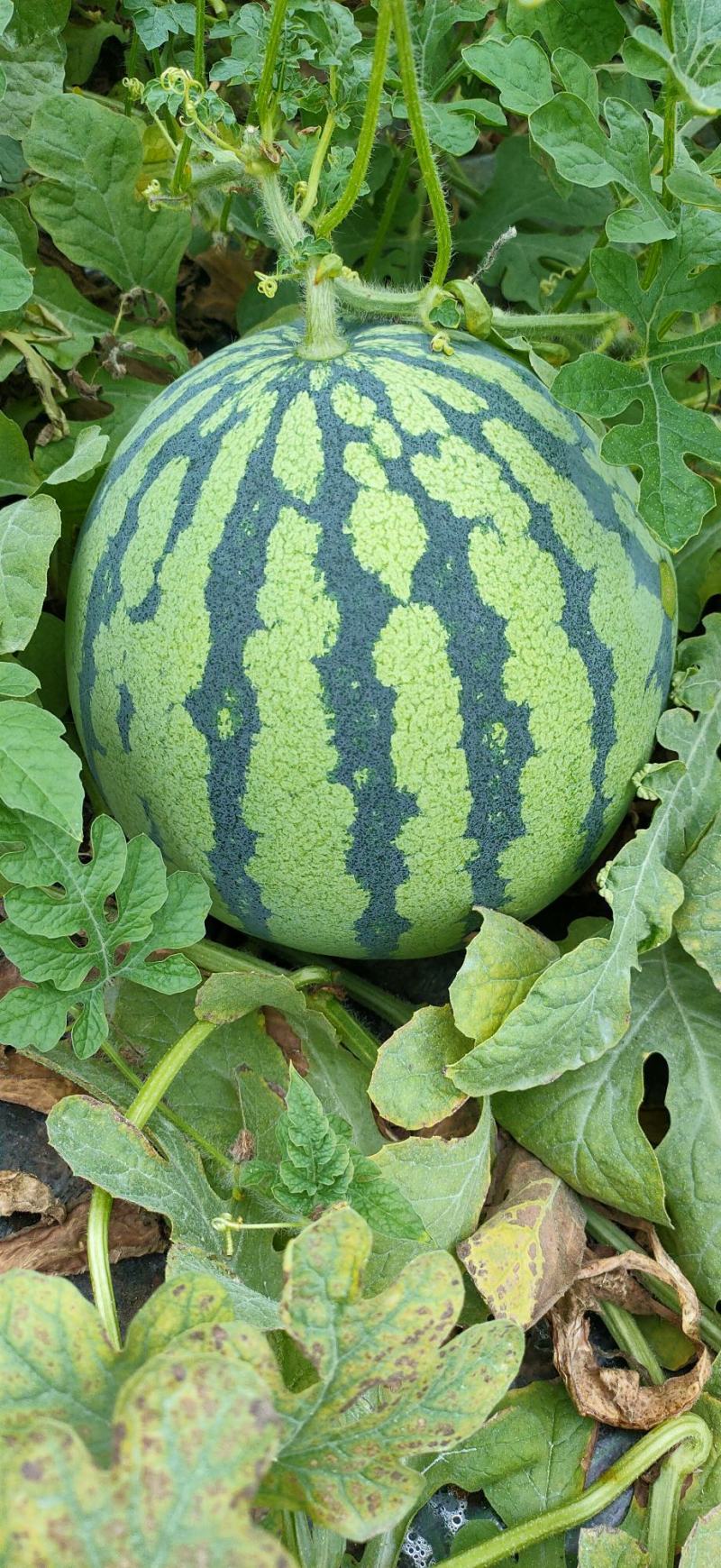 大棚美都