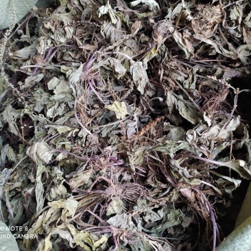 贵州全草类野生无硫中药材车前草干货水洗晒干车前草干品