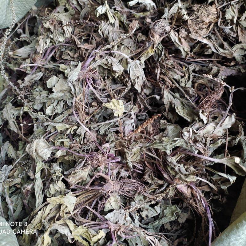 贵州全草类野生无硫中药材车前草干货水洗晒干车前草干品