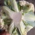 有机花菜