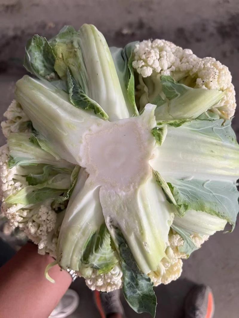 有机花菜