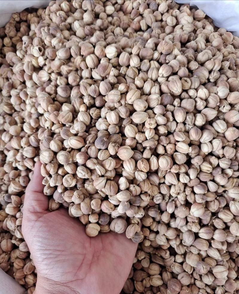 【不满意包退】5斤起批白扣白豆蔻白叩香辛料中药材