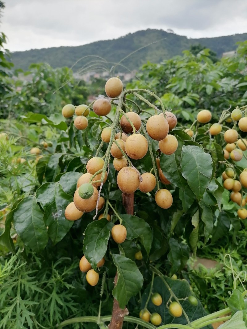 本地黄皮果已上市果大味甜微酸