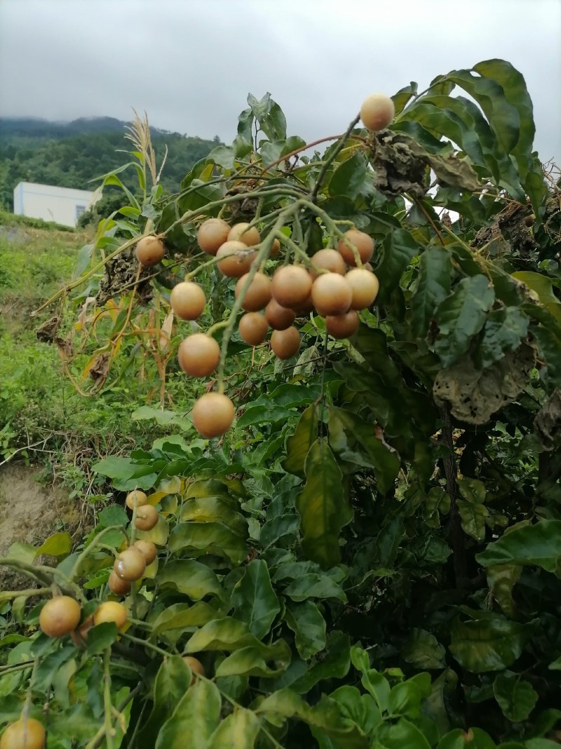 本地黄皮果已上市果大味甜微酸