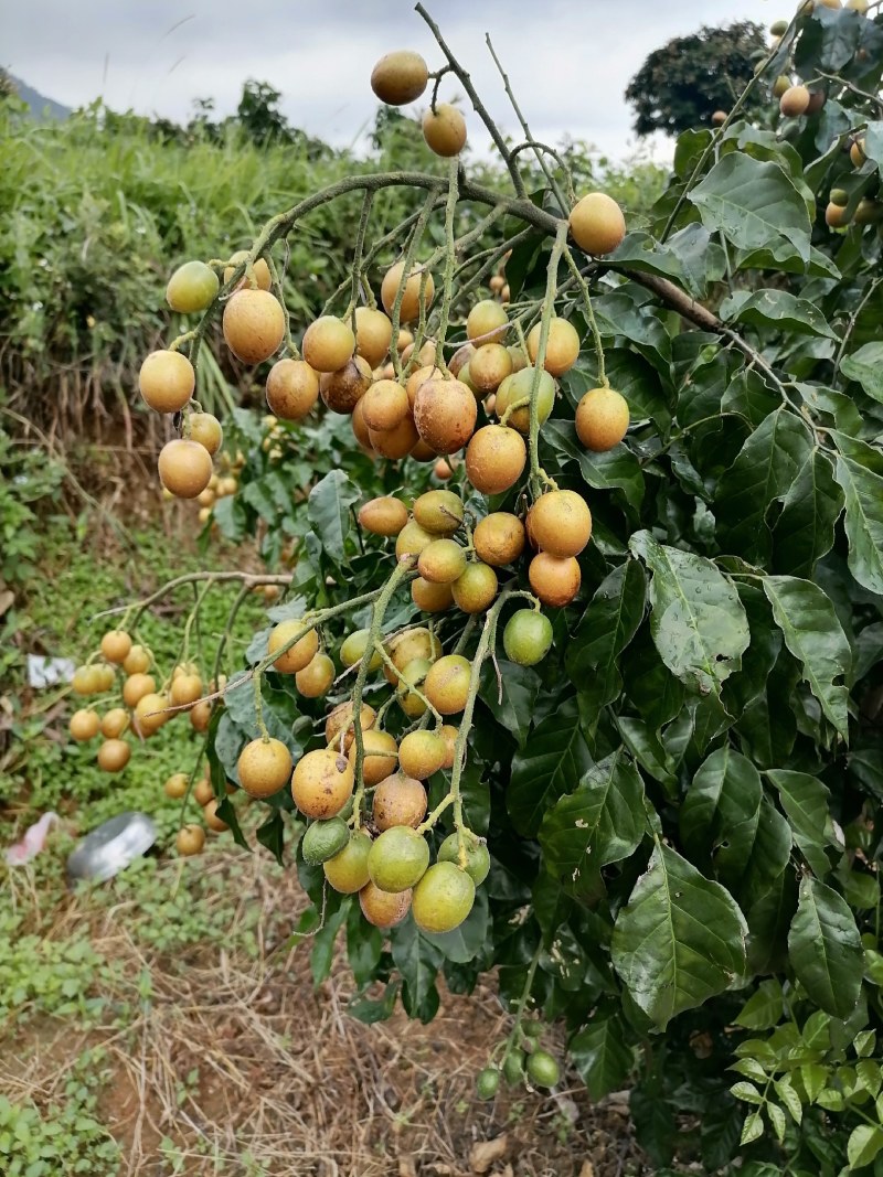 本地黄皮果已上市果大味甜微酸