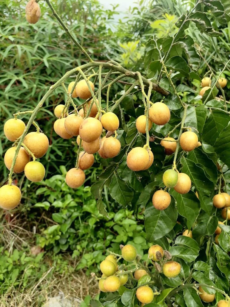 本地黄皮果已上市果大味甜微酸