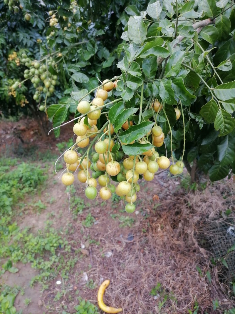 本地黄皮果已上市果大味甜微酸