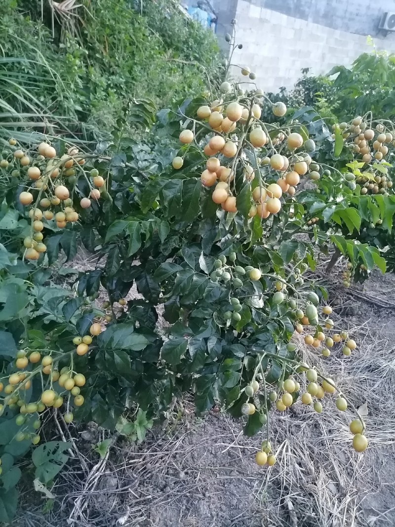 本地黄皮果已上市果大味甜微酸