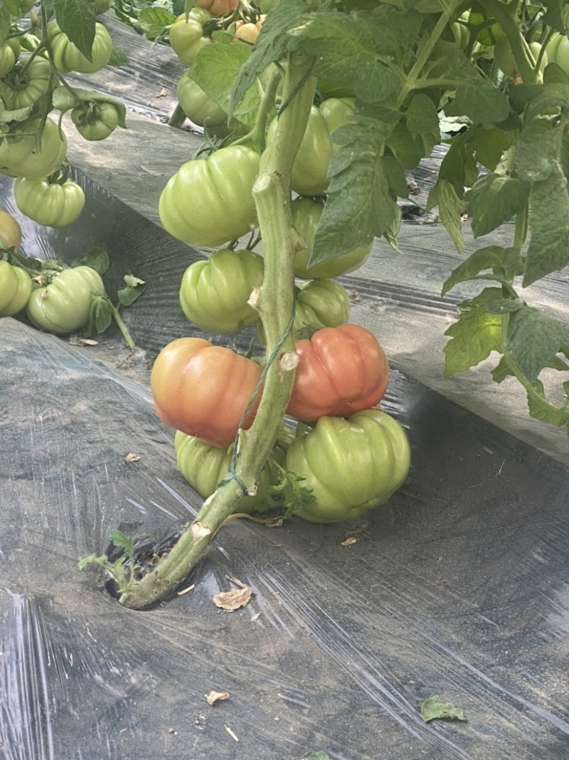丑番茄，牛心番茄沙瓤、风味浓郁，新型口感➕做菜毛粉