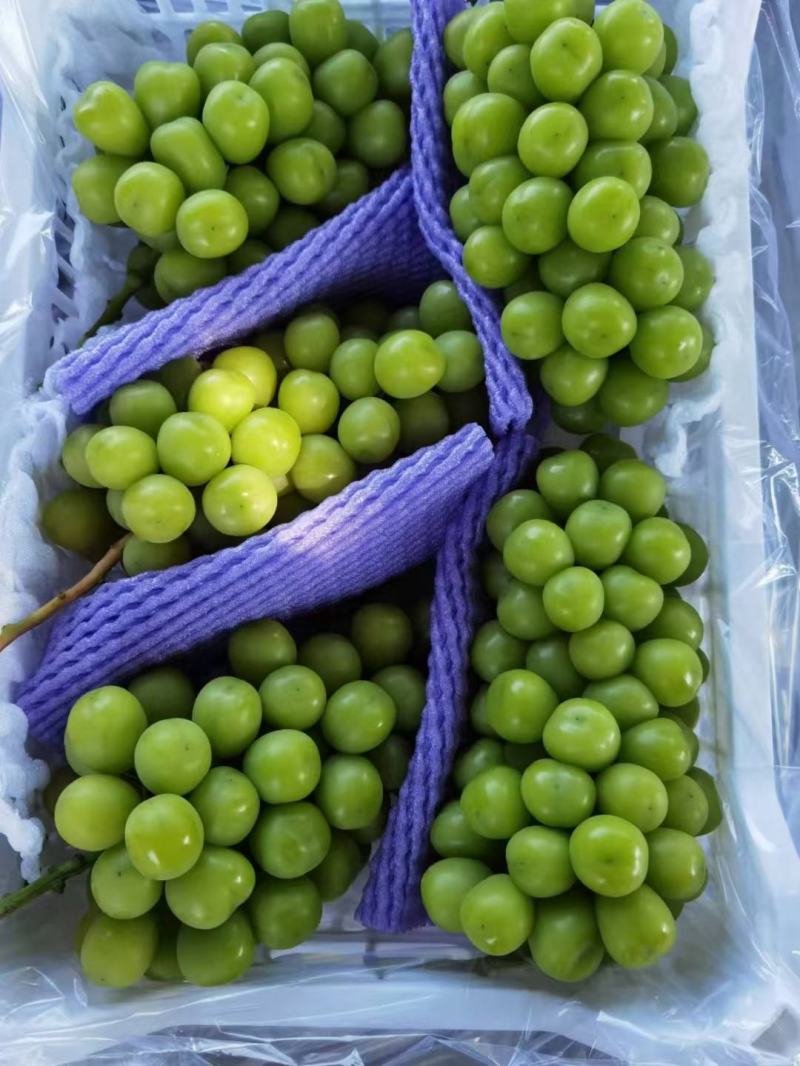 （陕西产区）阳光玫瑰葡萄大量供应中质量保证欢迎咨询
