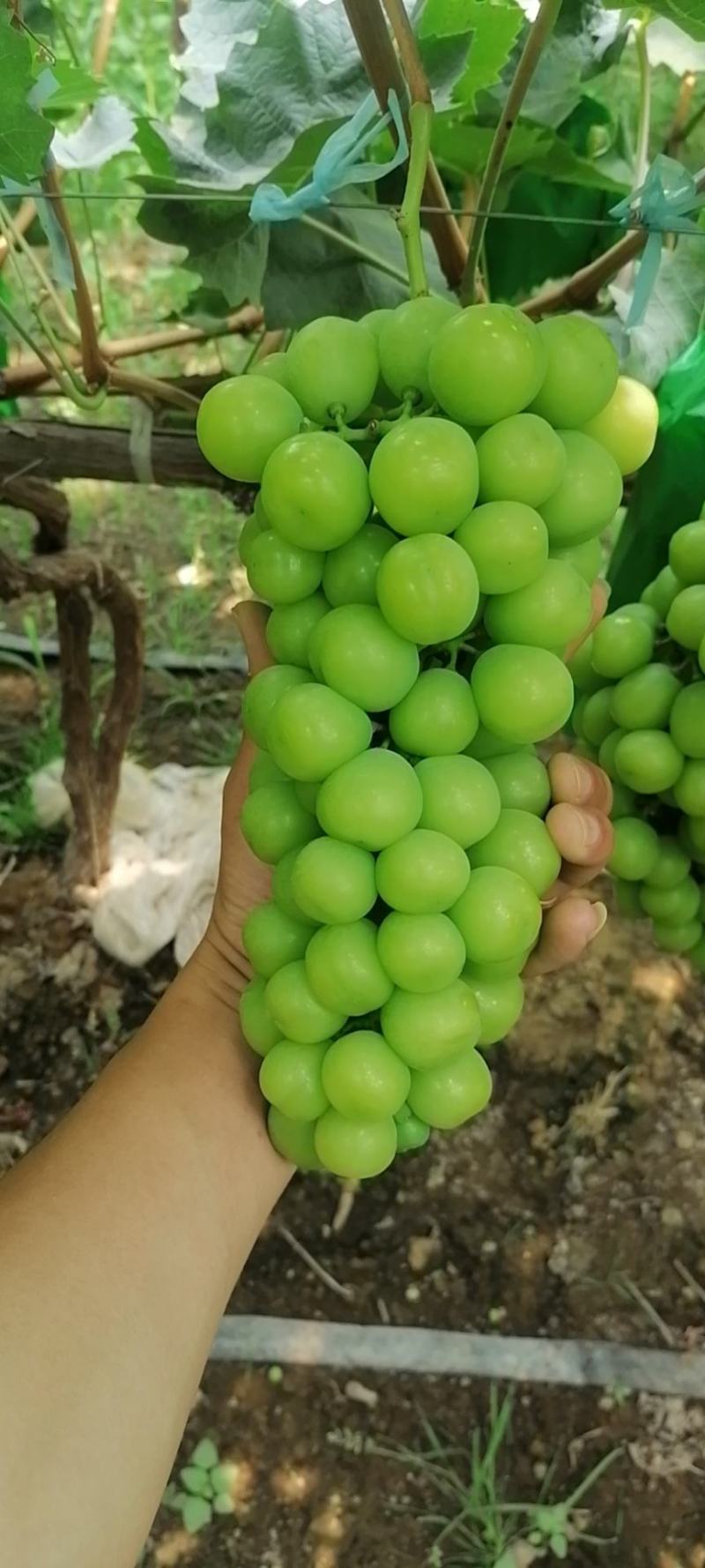 （陕西产区）阳光玫瑰葡萄大量供应中质量保证欢迎咨询