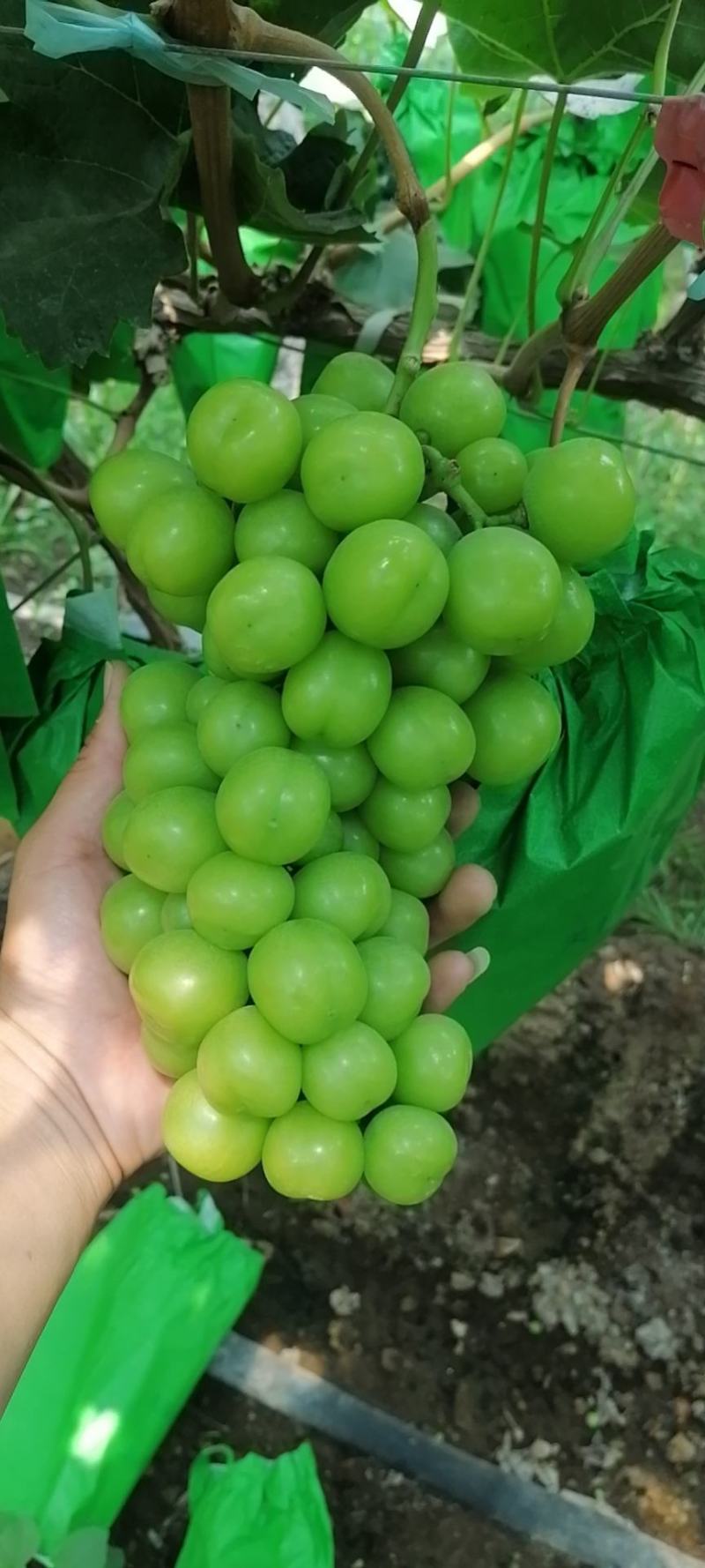 （陕西产区）阳光玫瑰葡萄大量供应中质量保证欢迎咨询
