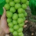（陕西产区）阳光玫瑰葡萄大量供应中质量保证欢迎咨询