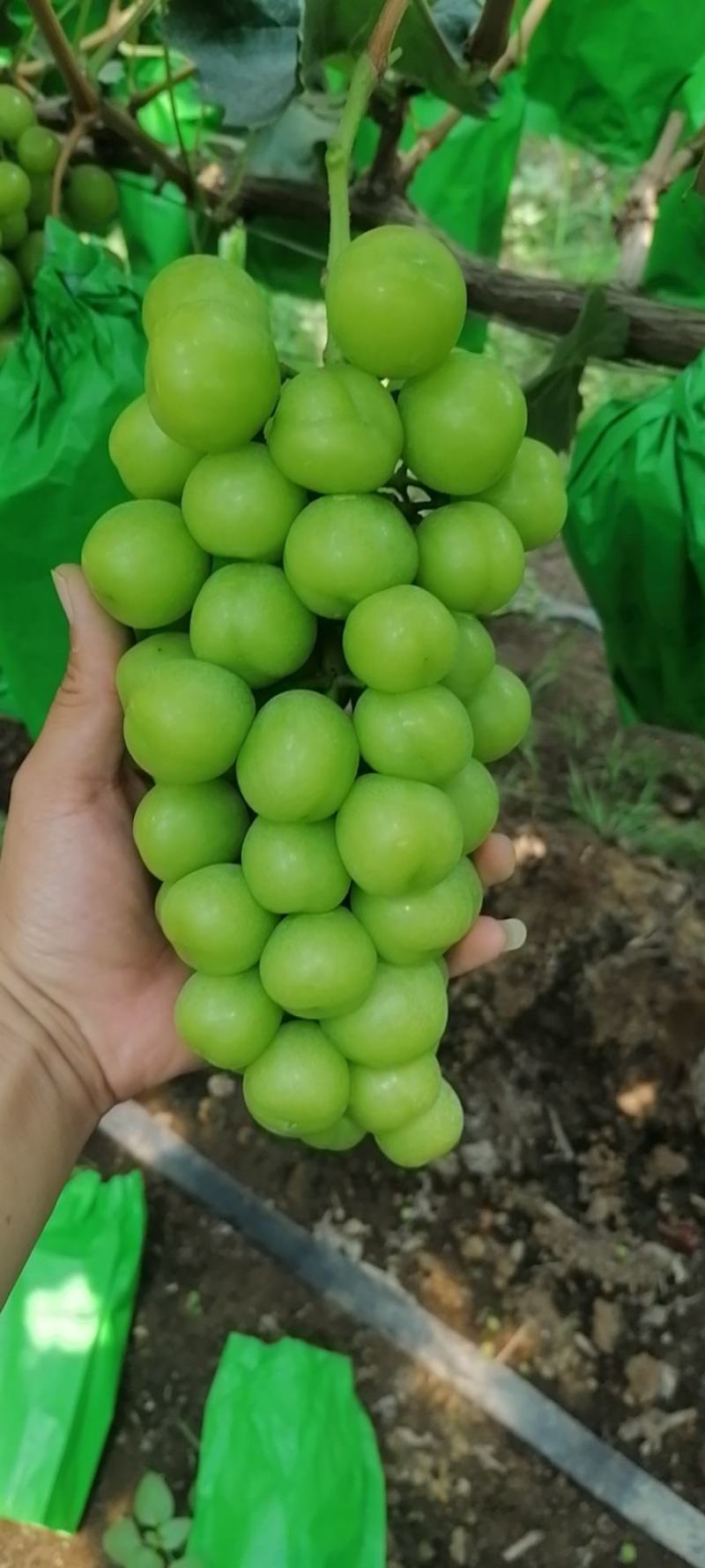 （陕西产区）阳光玫瑰葡萄大量供应中质量保证欢迎咨询