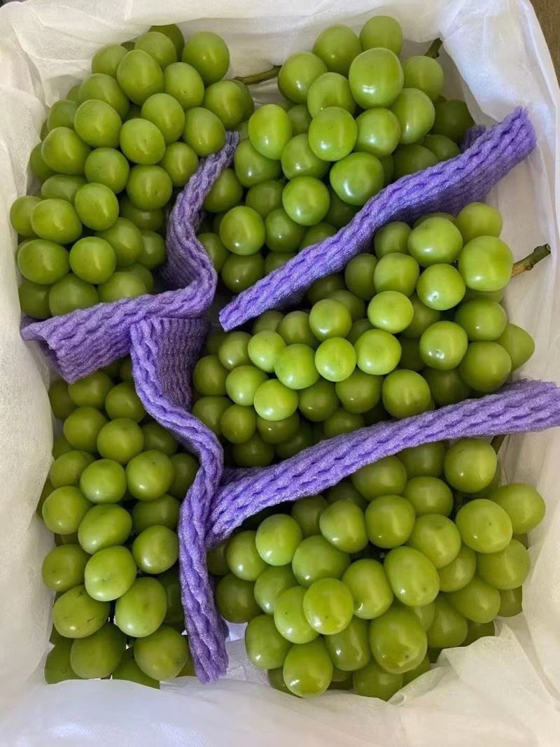 （陕西产区）阳光玫瑰葡萄大量供应中质量保证欢迎咨询