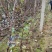2年当年结果阳光玫瑰葡萄苗提前进盛果期一年