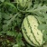 沙漠蜜宝西瓜：沙地优质10斤打底，头一茬：全国接单：现货