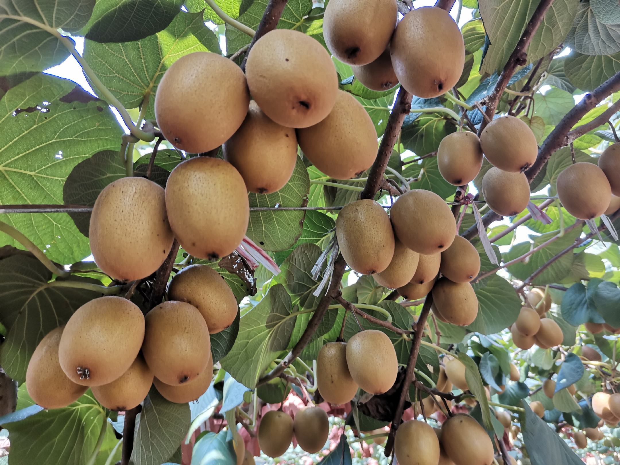 桃美人果园光照管理实景图