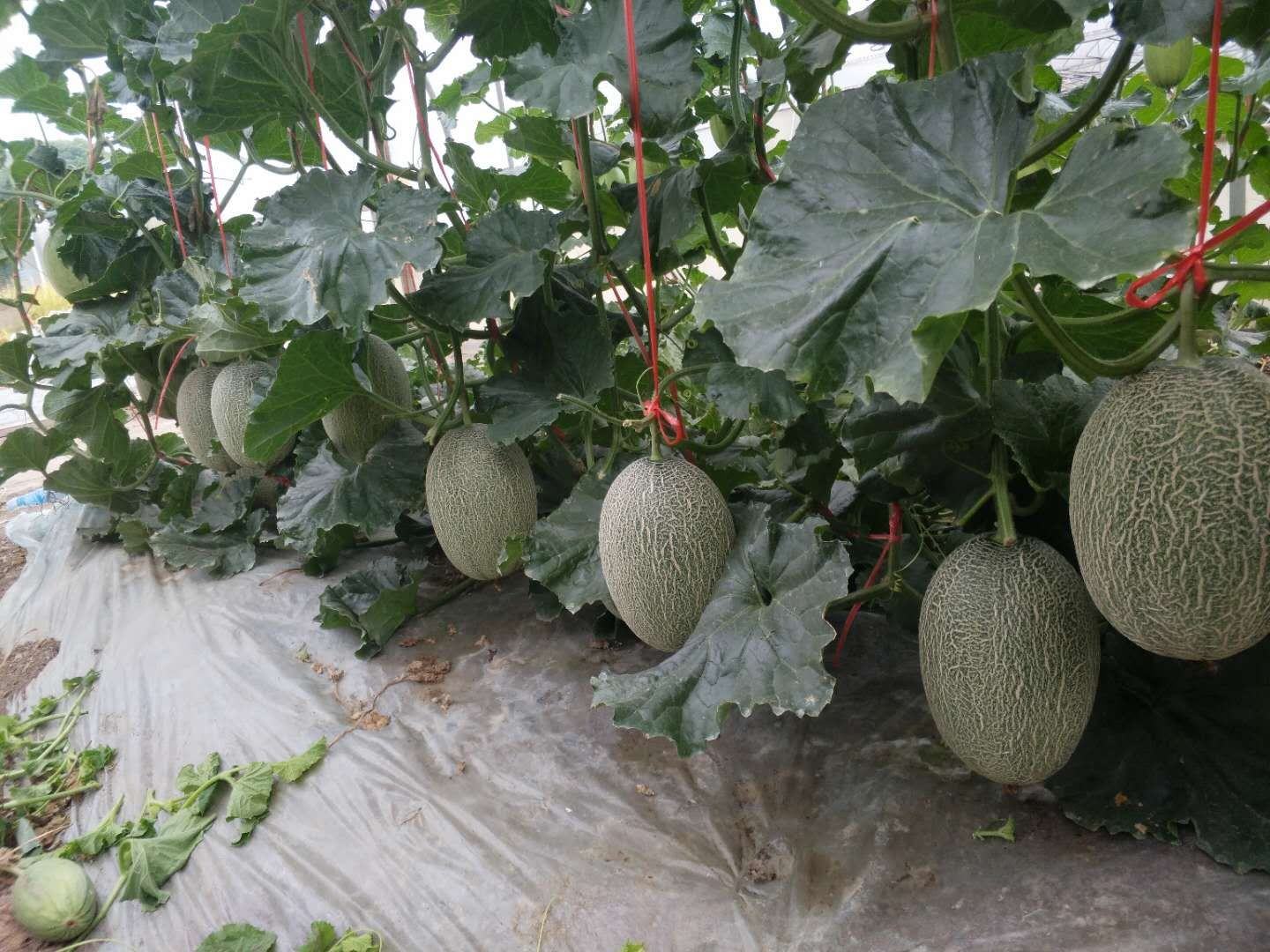 甜瓜果实膨大期田间长势对比图