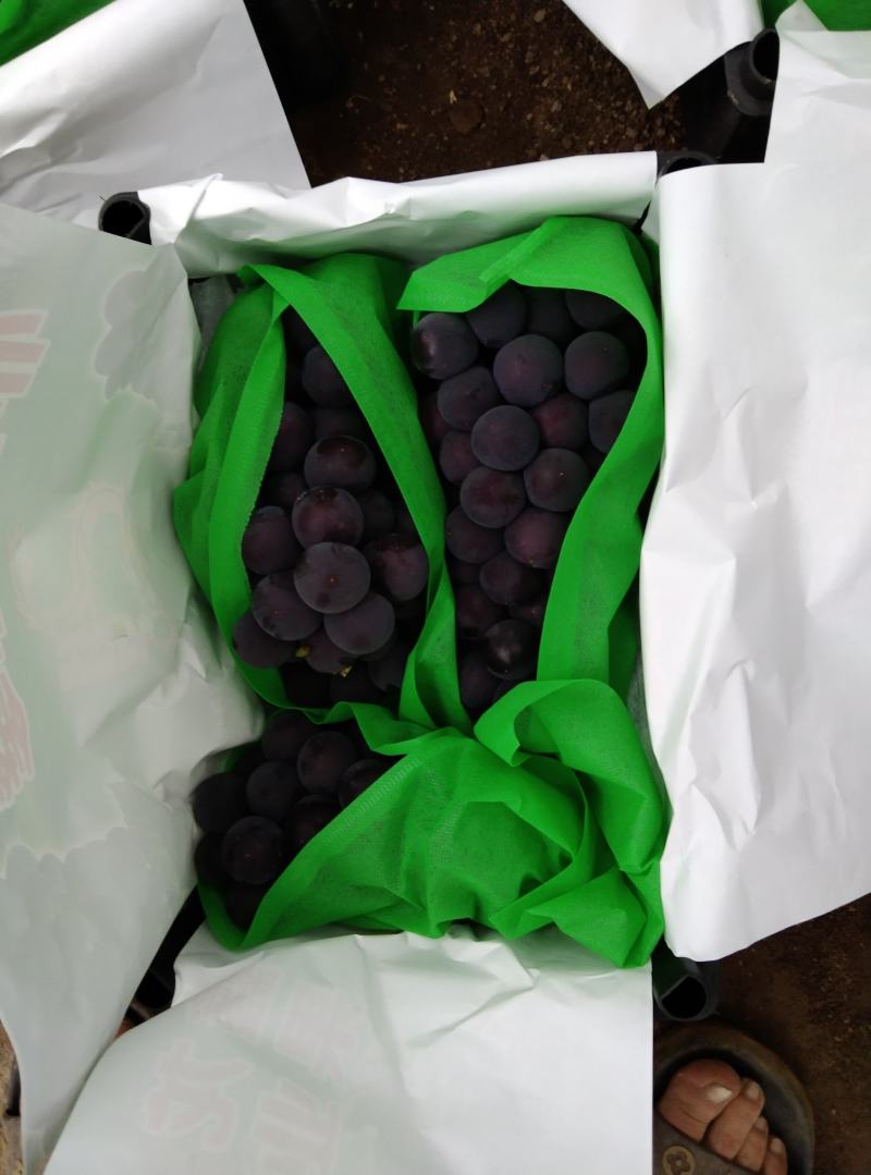 【实力商家】辽南巨峰葡萄口感甜果粉好粒大串行正糖度高