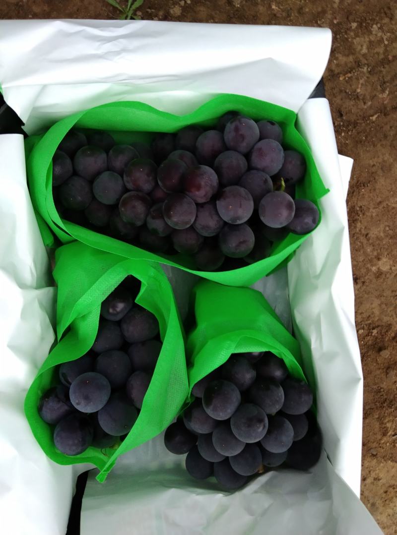 【实力商家】辽南巨峰葡萄口感甜果粉好粒大串行正糖度高