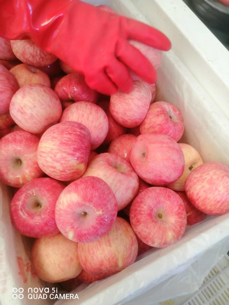 洛川冷库红富士苹果高次果已开始出库，量大从优欢迎采购