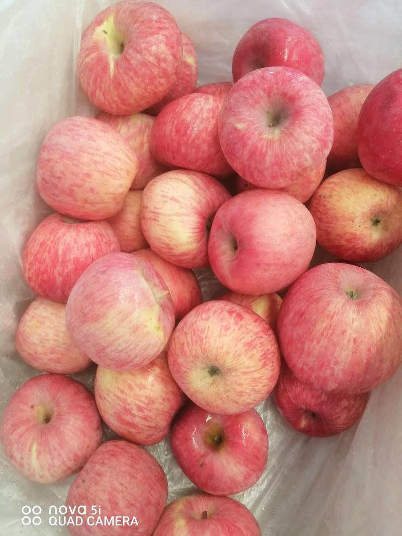 洛川冷库红富士苹果高次果已开始出库，量大从优欢迎采购