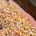 碎玉米净粮畜禽可用质量保证适口性好现货供应
