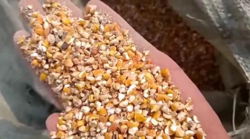 碎玉米净粮畜禽可用质量保证适口性好现货供应