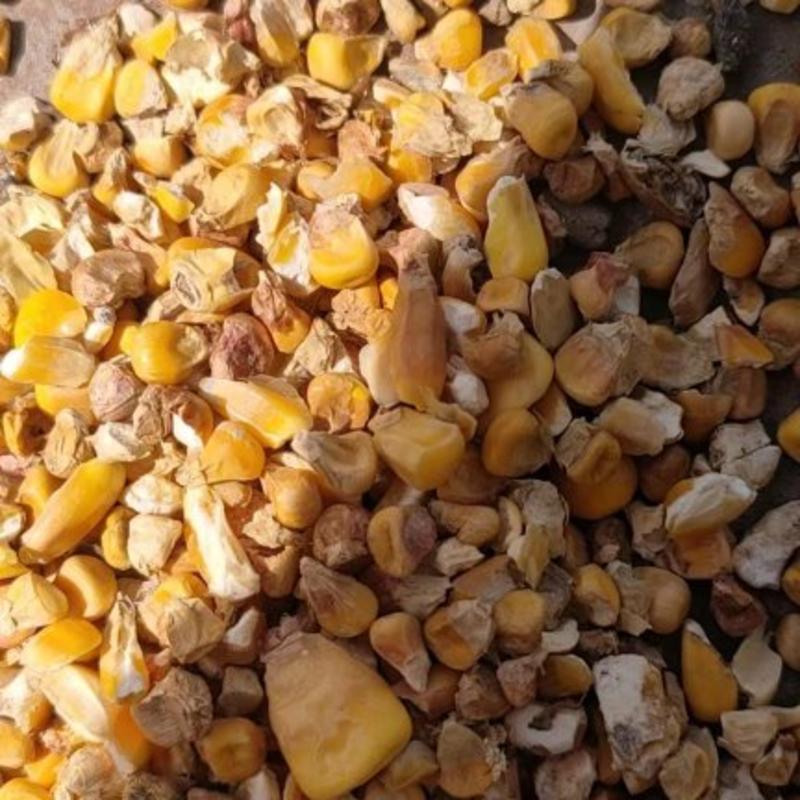 碎玉米，碎玉米9个粮，质量保证现货供应价格从优