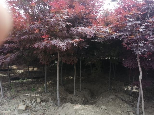 秋季红枫林景观