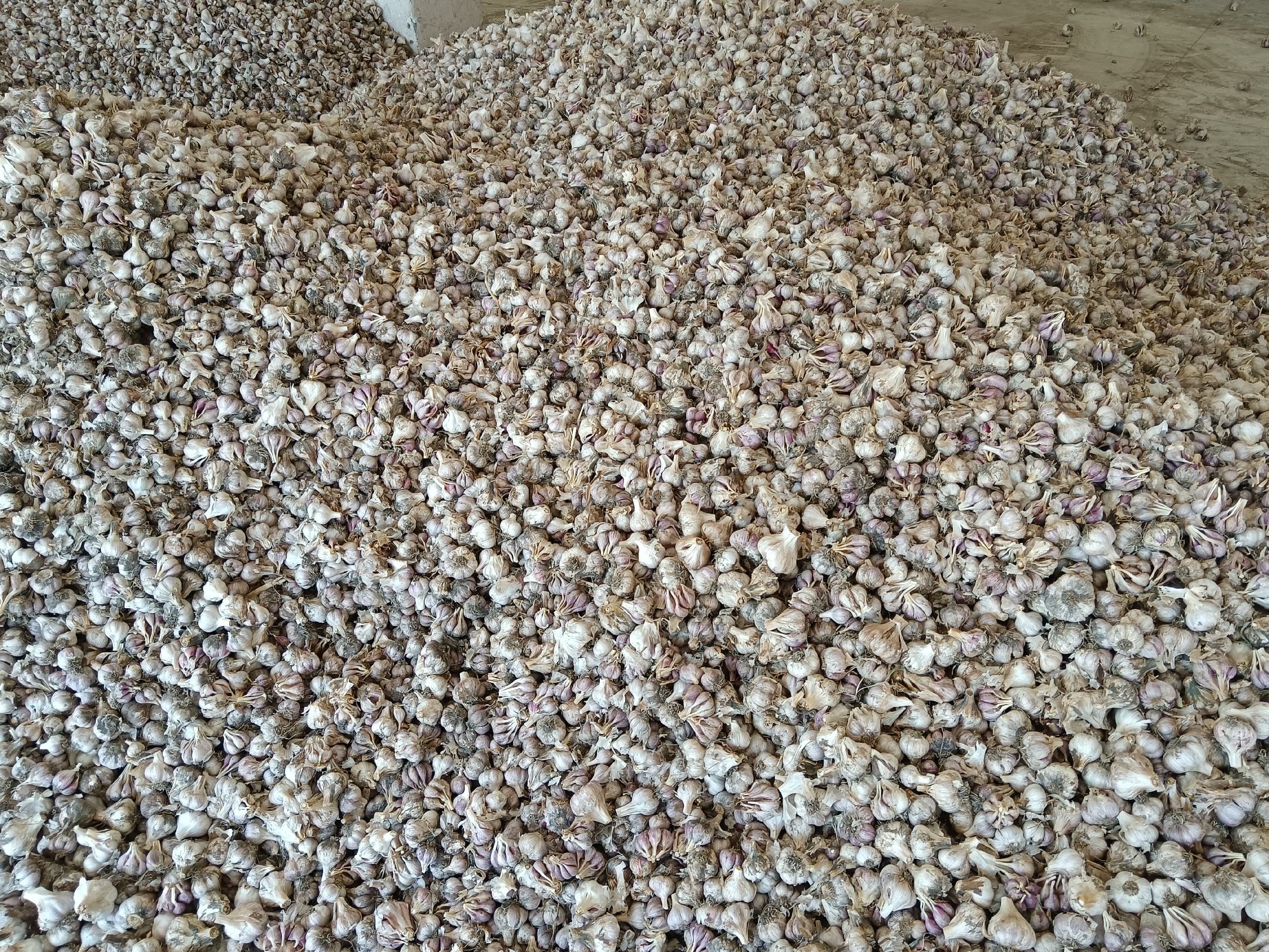 图片展示农民正在采收成熟的独头蒜,蒜头饱满,颜色洁白,现场整齐有序 独头蒜采收现场图