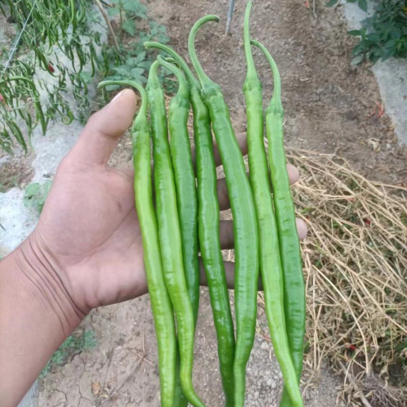 【热卖】线椒新鲜货源大量有货河南产地直发辣味十足