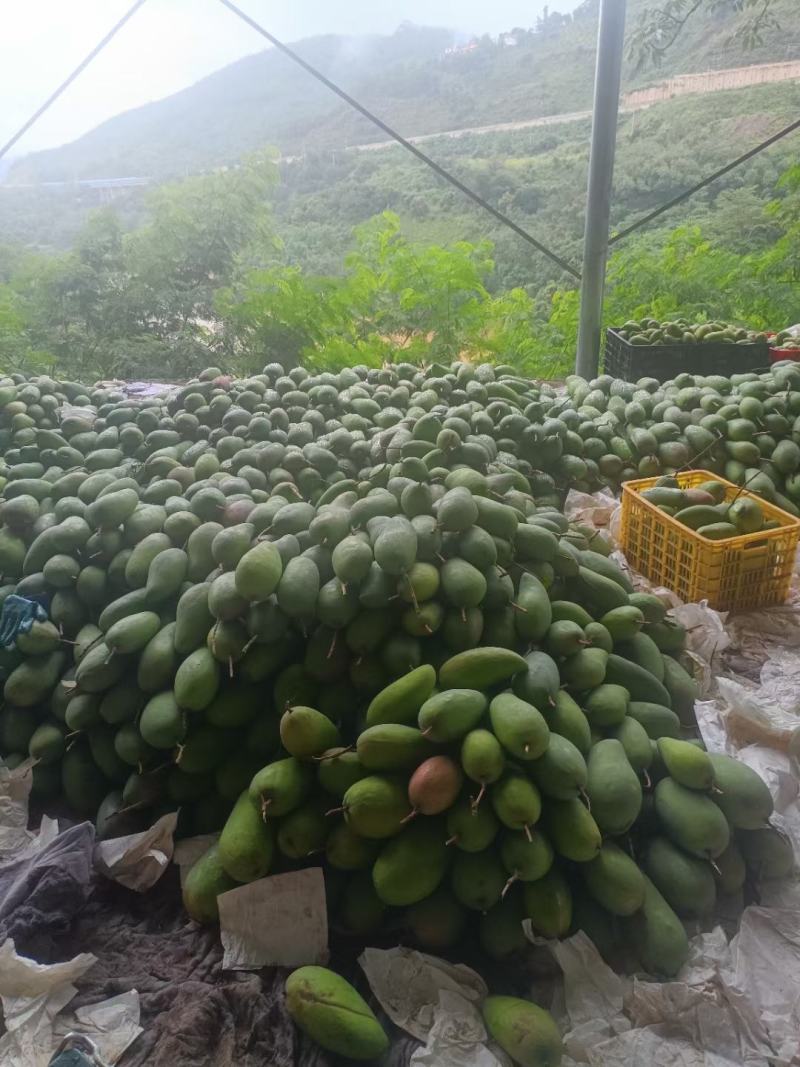 云南元江金煌芒，果胖，会采果，果面清秀，高山芒果