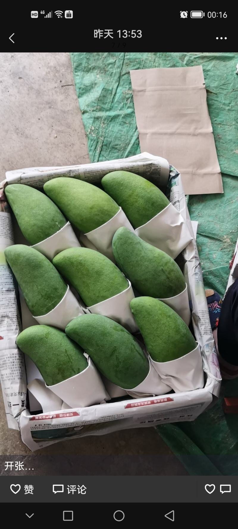 云南元江金煌芒，果胖，会采果，果面清秀，高山芒果