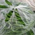 【热卖】线椒新鲜货源大量有货河南产地直发辣味十足