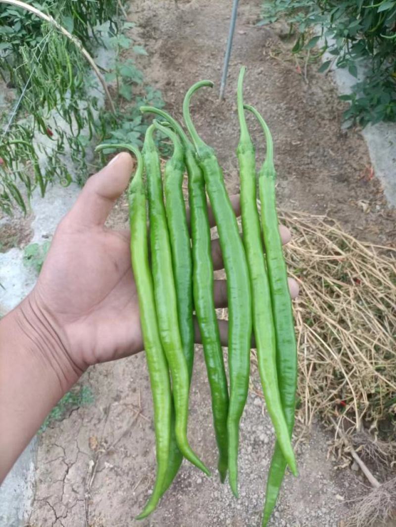 【热卖】线椒新鲜货源大量有货河南产地直发辣味十足