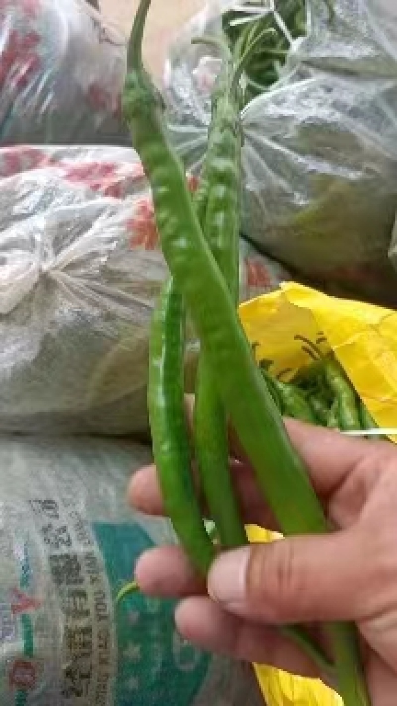 【热卖】线椒新鲜货源大量有货河南产地直发辣味十足