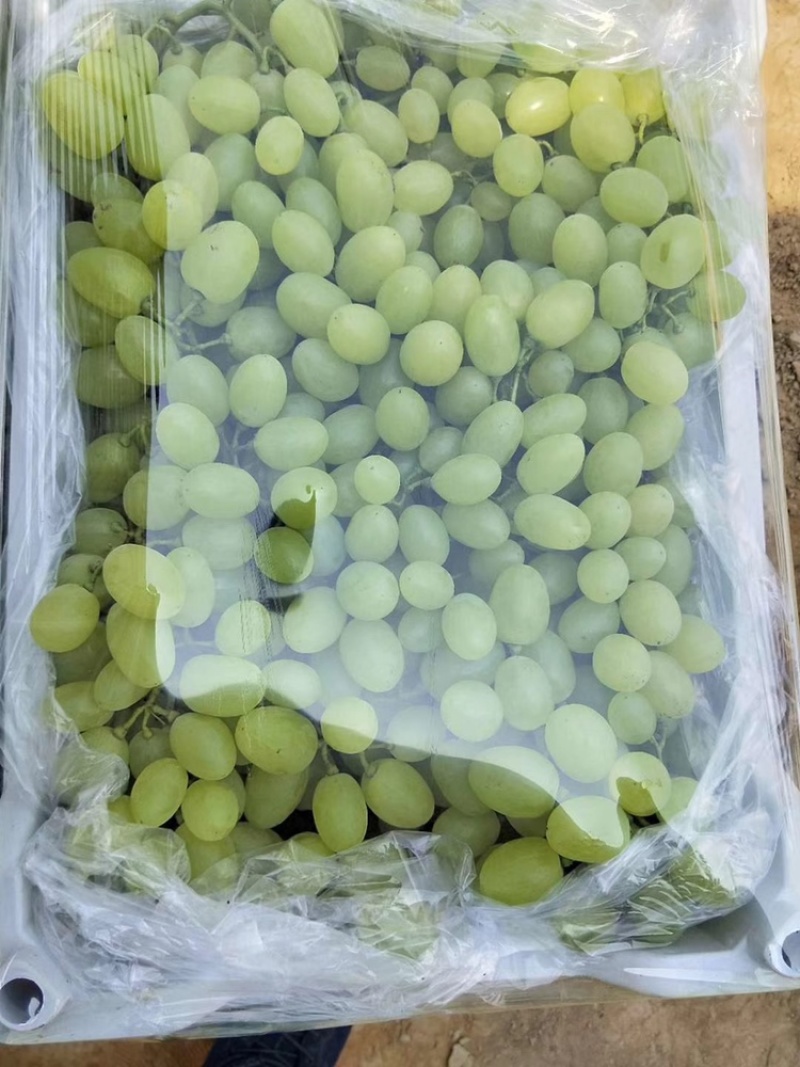 河北冷棚，露天维多利亚葡萄大量上市，超市，市场，电商对接